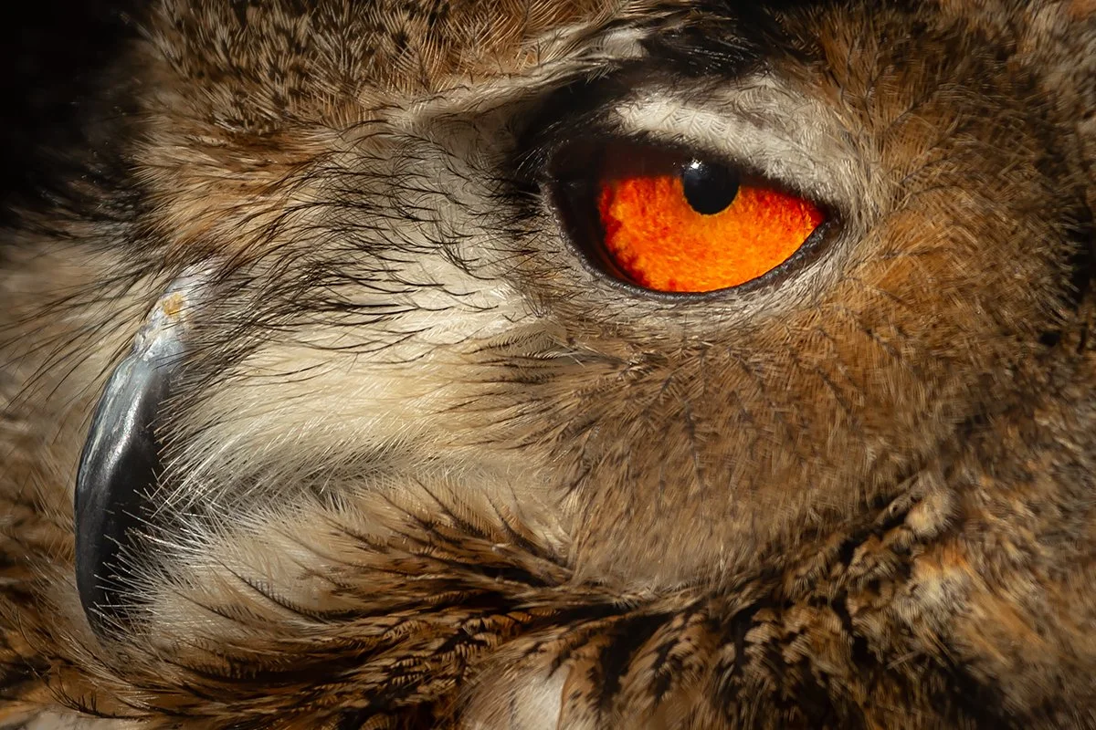 European Eagle Owl