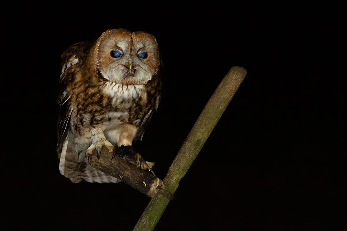 Tawny Owl