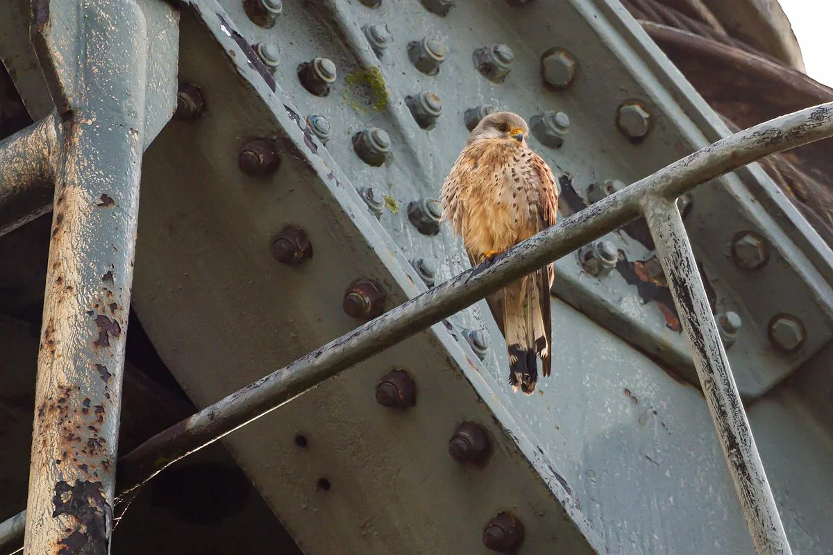 Kestrel