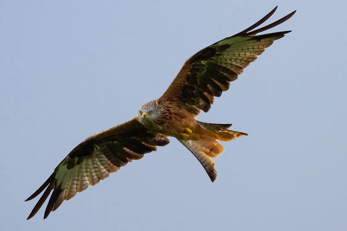 Red Kite