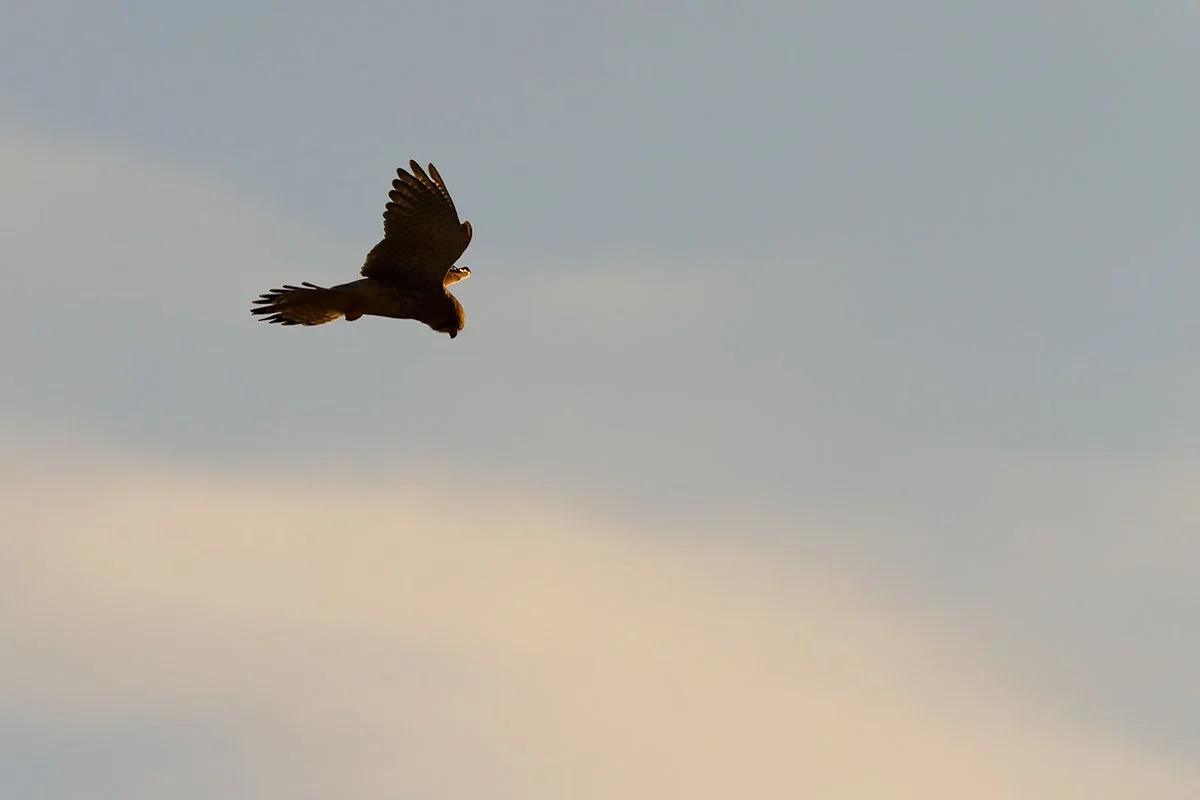 Kestrel