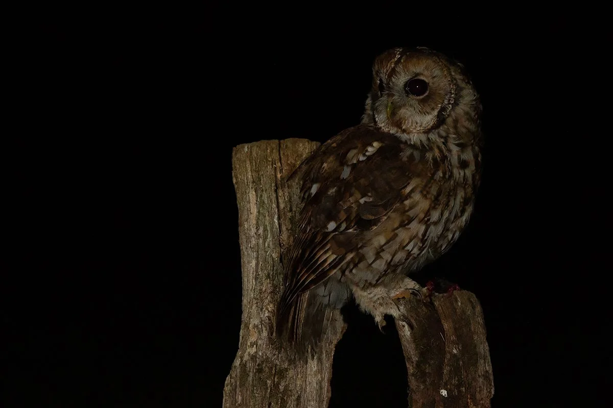 Tawny Owl