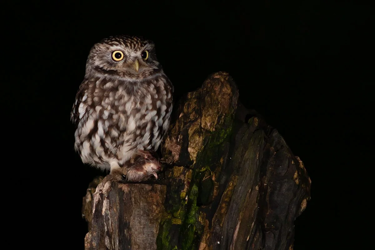 Little Owl