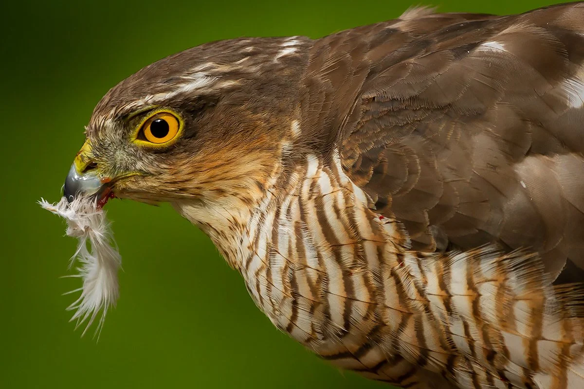 Sparrowhawk