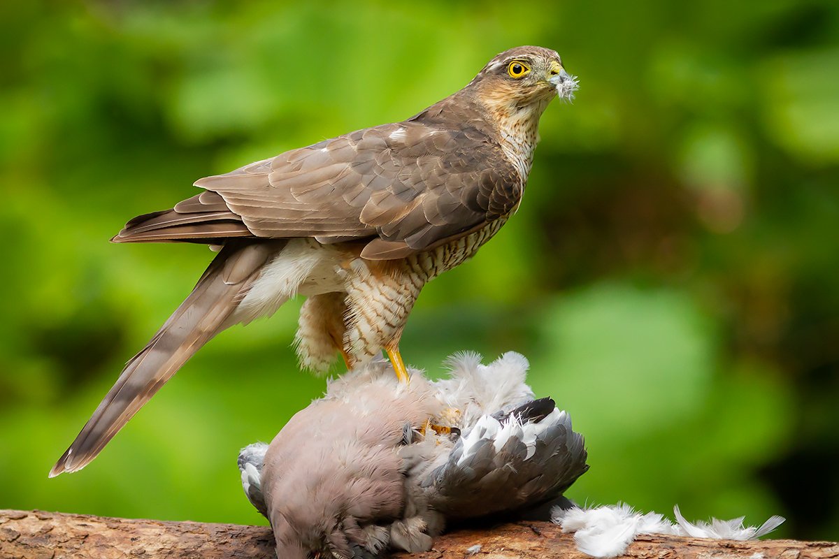 Sparrowhawk