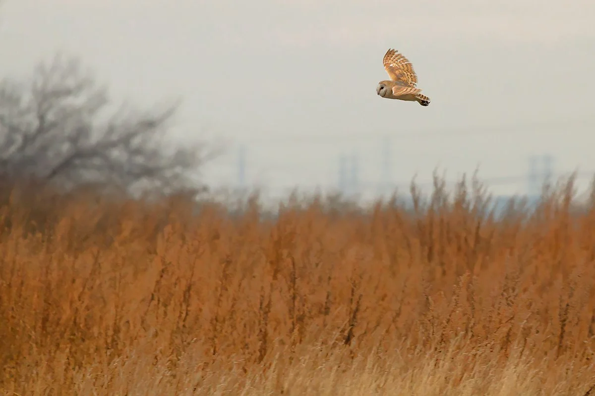 Barn owl