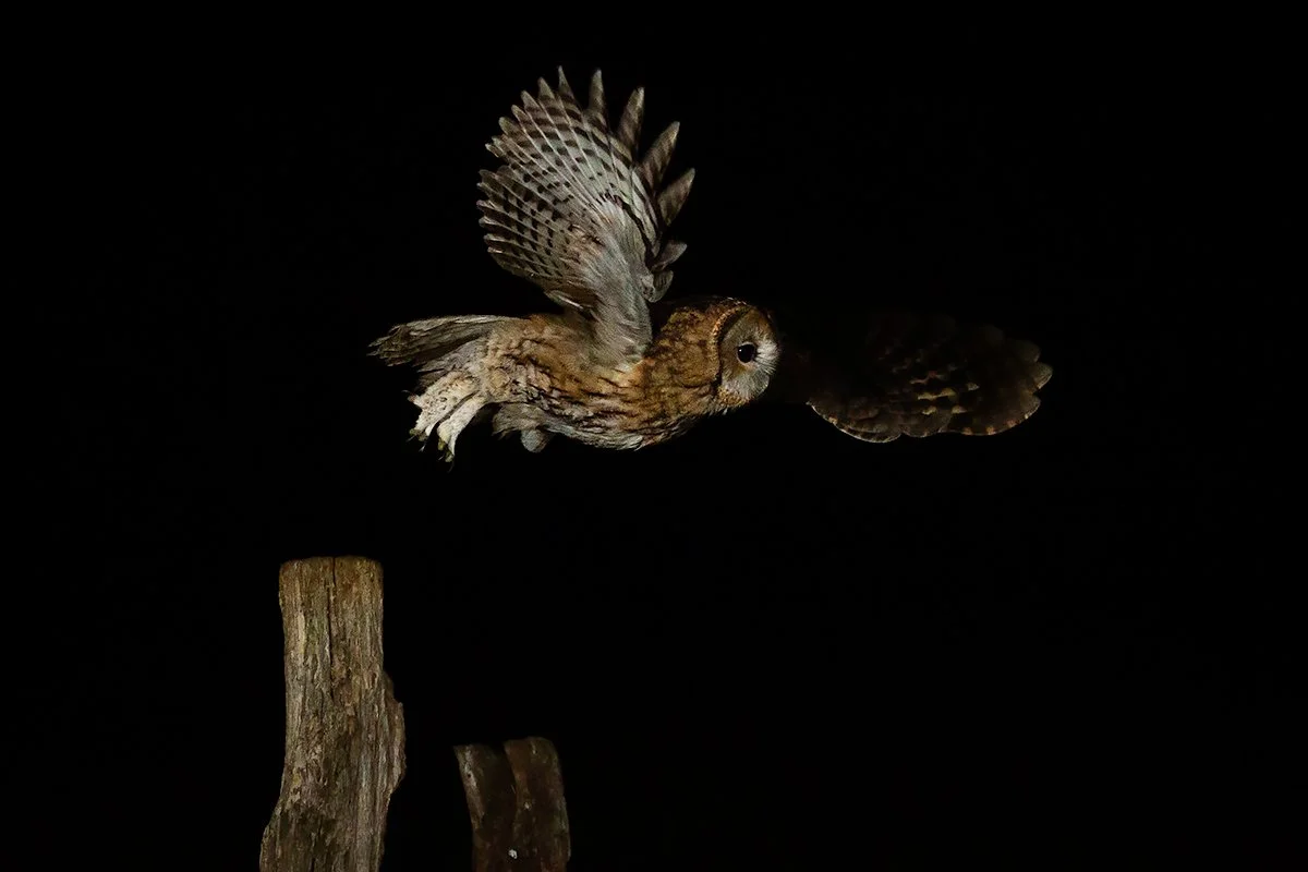 Tawny Owl