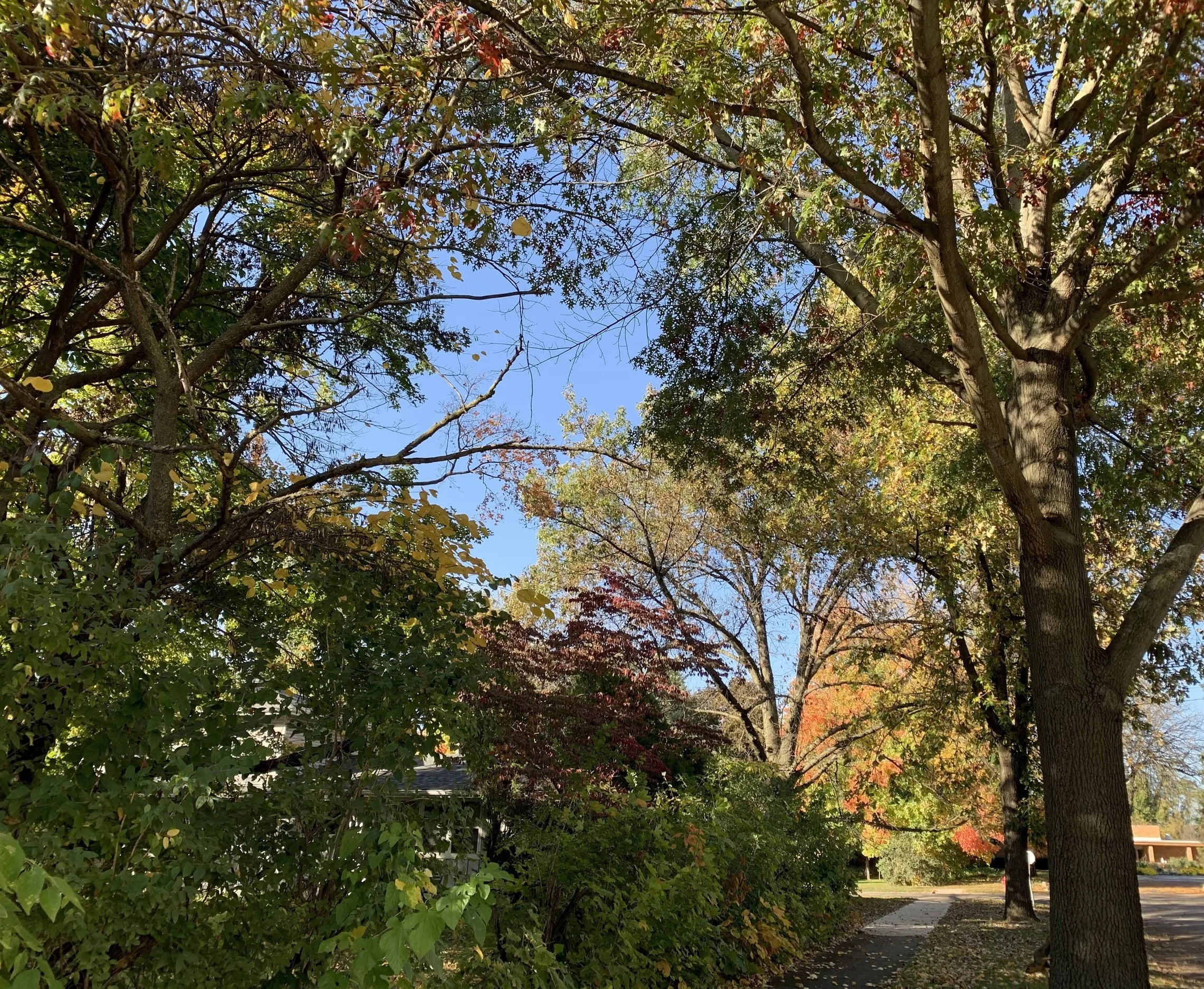 lacon+trees+gorgeous+midwest.jpg