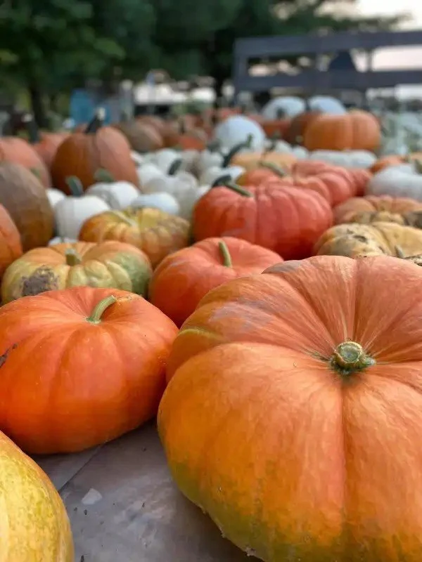 Autumn Fest