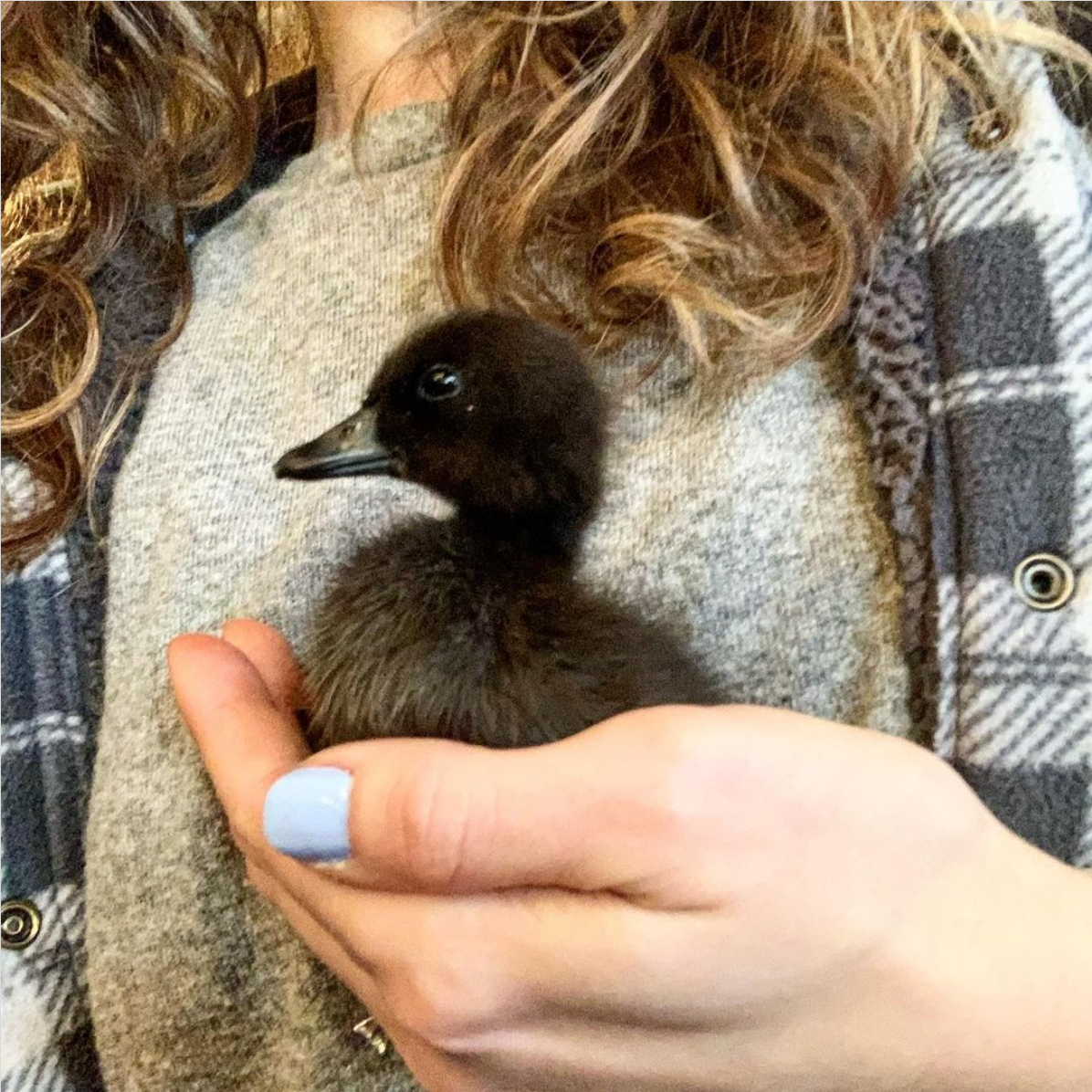 Screenshot 2022-01-17 at 17-02-59 Rosslyn Dave on Instagram “More peeps have arrived 😍 This little girl is a Cayuga and sh[...].png