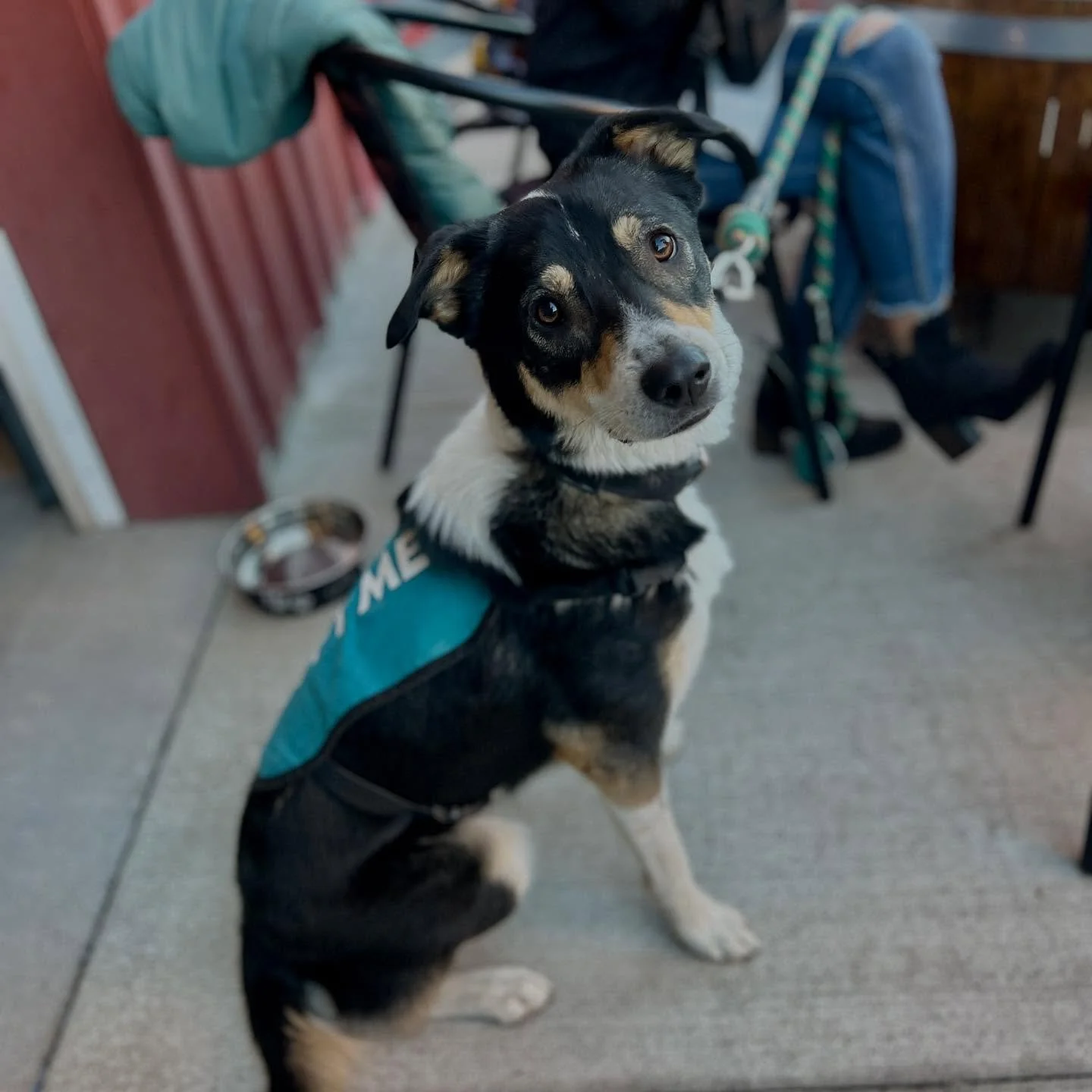 Leo is looking for a fur-ever home. This sweet guy has the best manners. Do you need a buddy? Leo is available @hdrescue Herding Dog Rescue Central Oregon. #adoption #rescuedog 
Please help him find a home! Cheers!
.
.
.
#herdingdog #rescueadog #adop