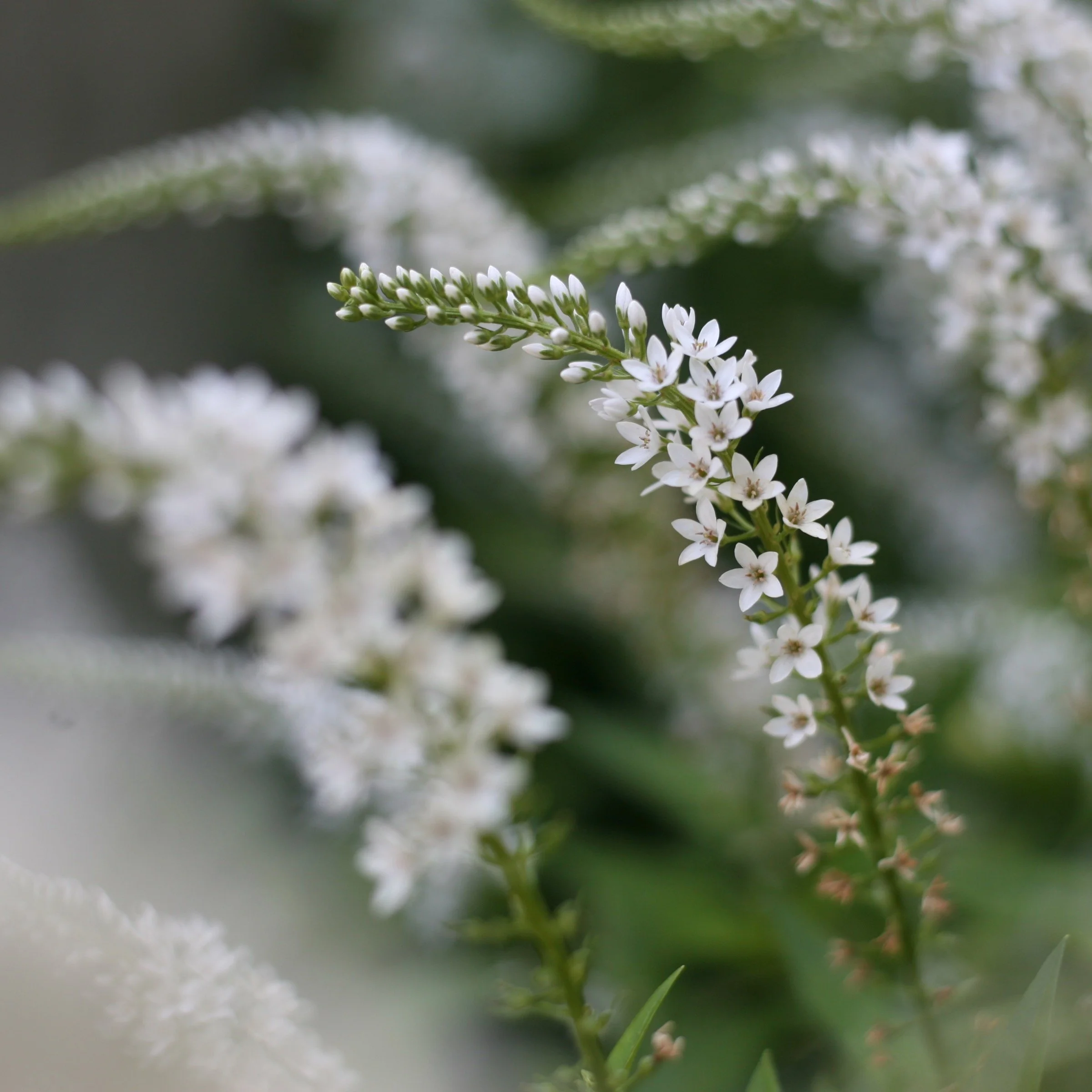 Abbie Graham, Lincoln. 2021. Photography.