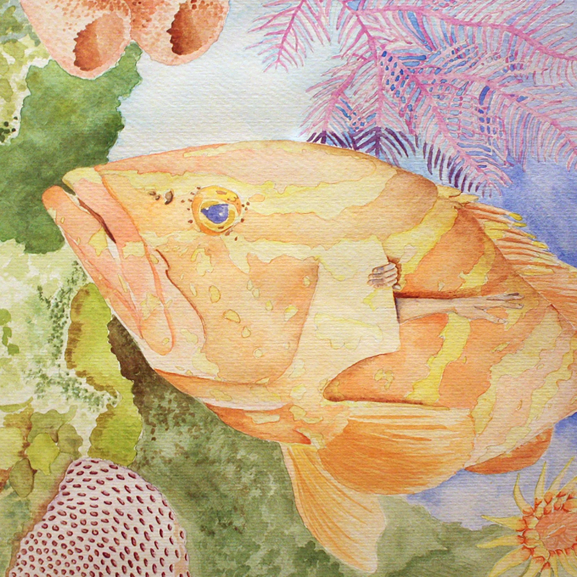 Wendy Harless, How the Grouper Got Its Gills. 2023. Watercolor.