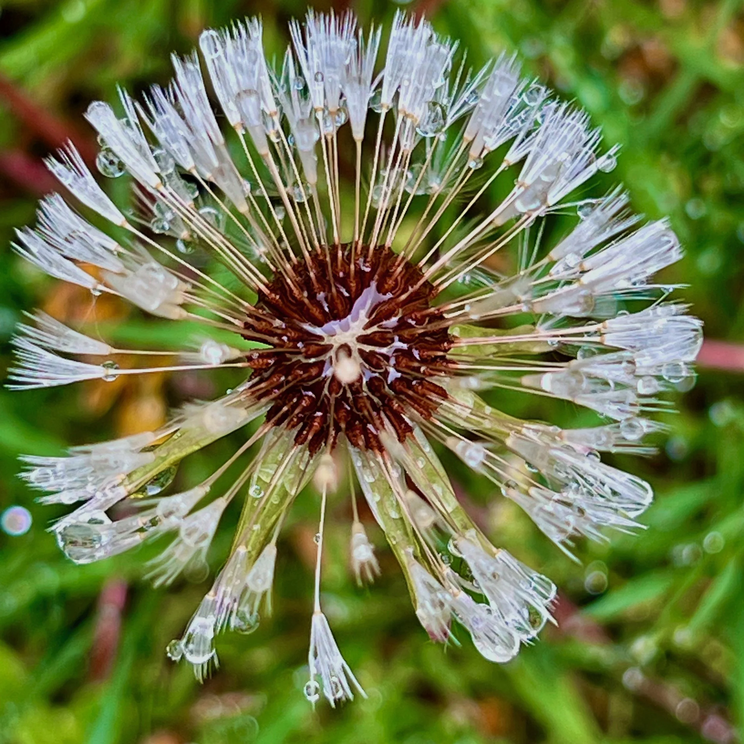 Jone Rush MacCulloch, Make A Wish. 2023. Photography.
