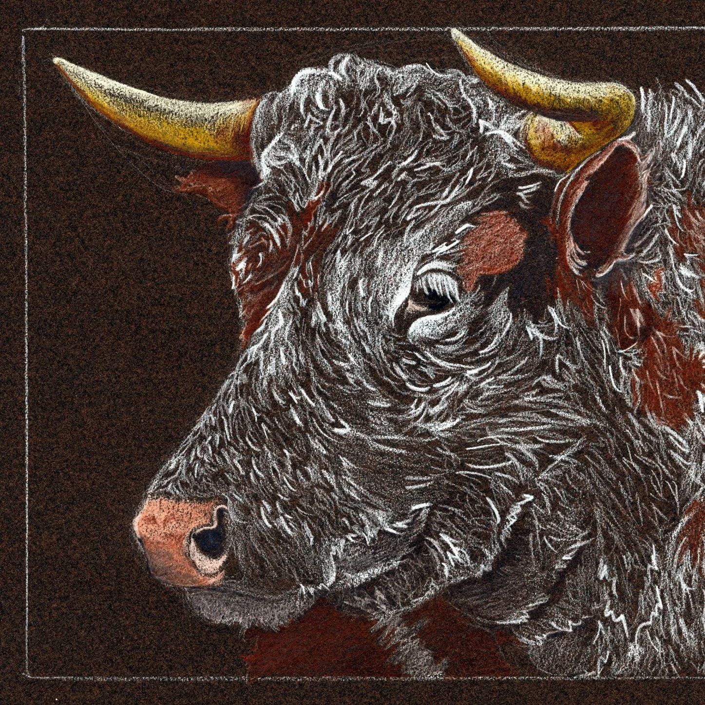 Wendy Harless, Bull. 2023. Colored Pencil on Paper.