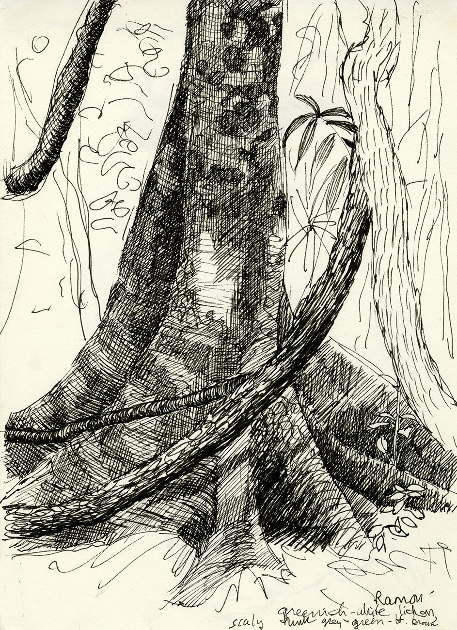Ramón