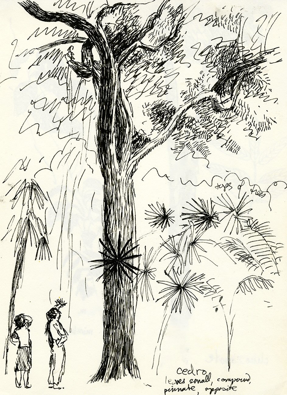 Cedro