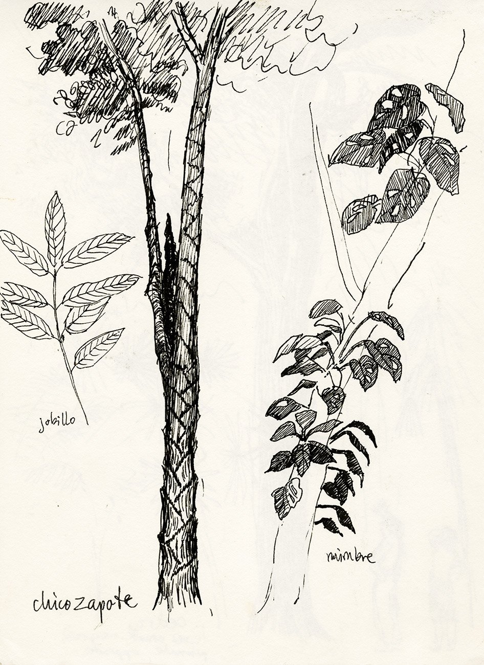 Plantas del bosque seco