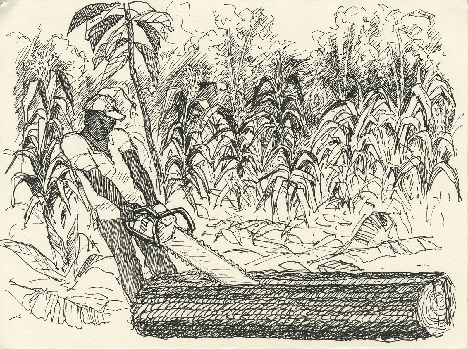 Forestry-Napipi-Colombia-Mary-Kelsey.jpg