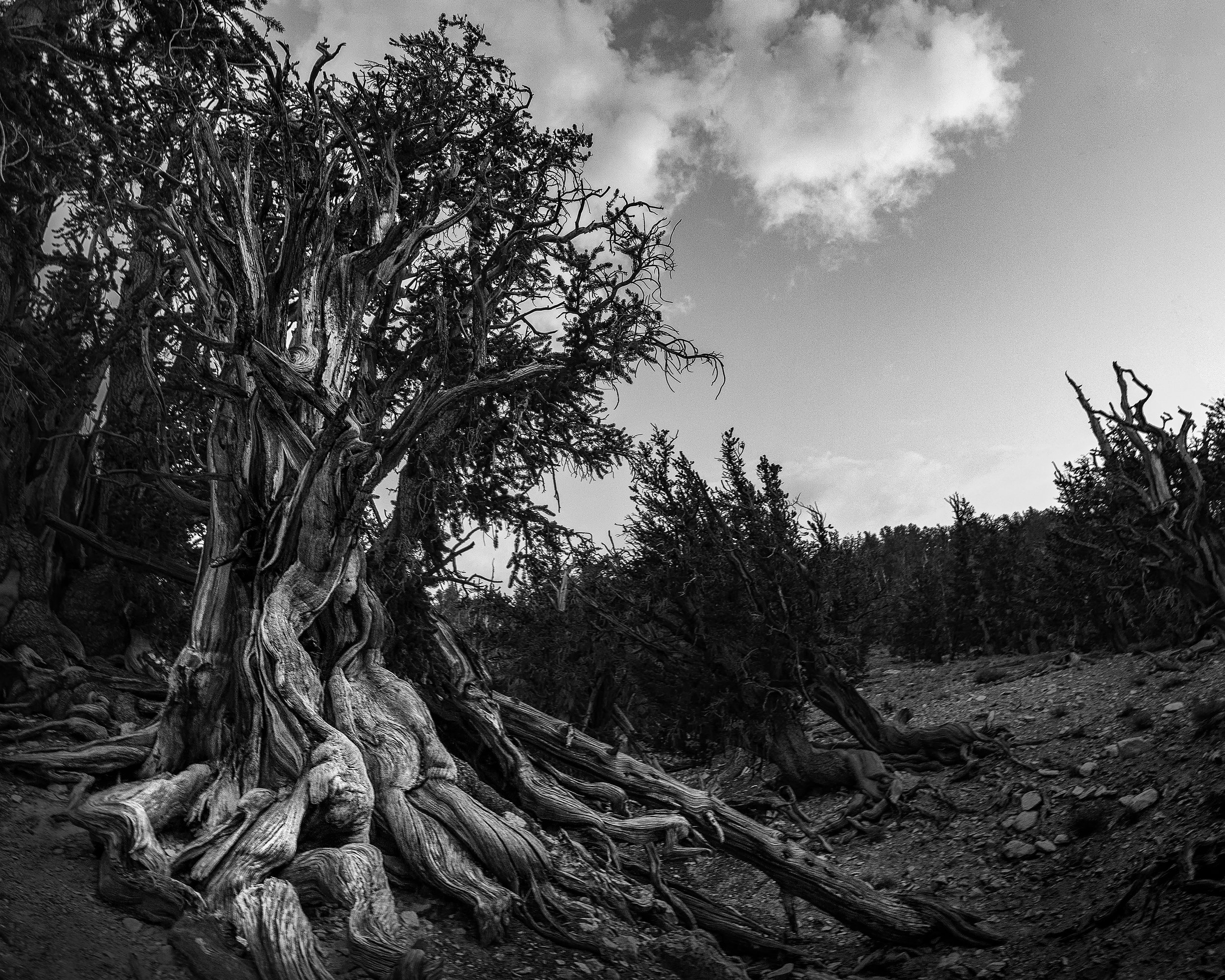 Bristlecone Pine Tree WEB 8x10.jpg