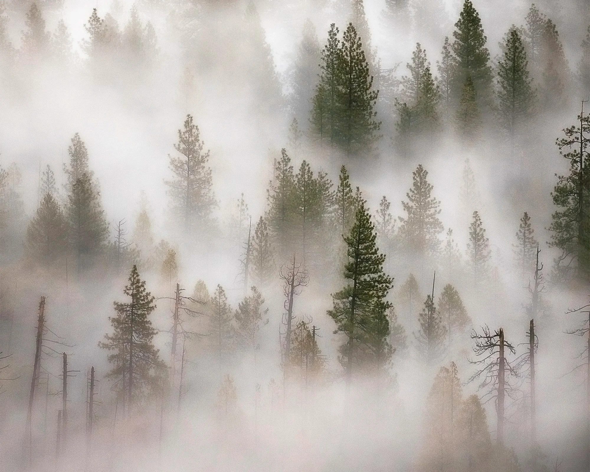 Foggy Trees (Portrait)