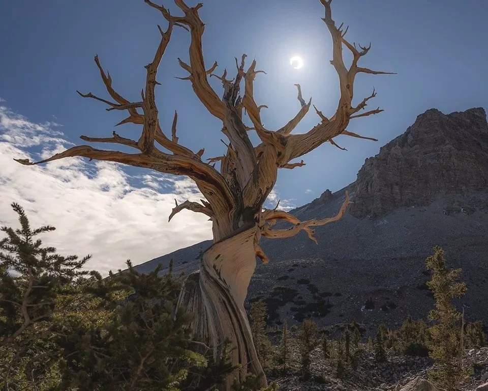 Bristlecone Eclipse (Portrait)