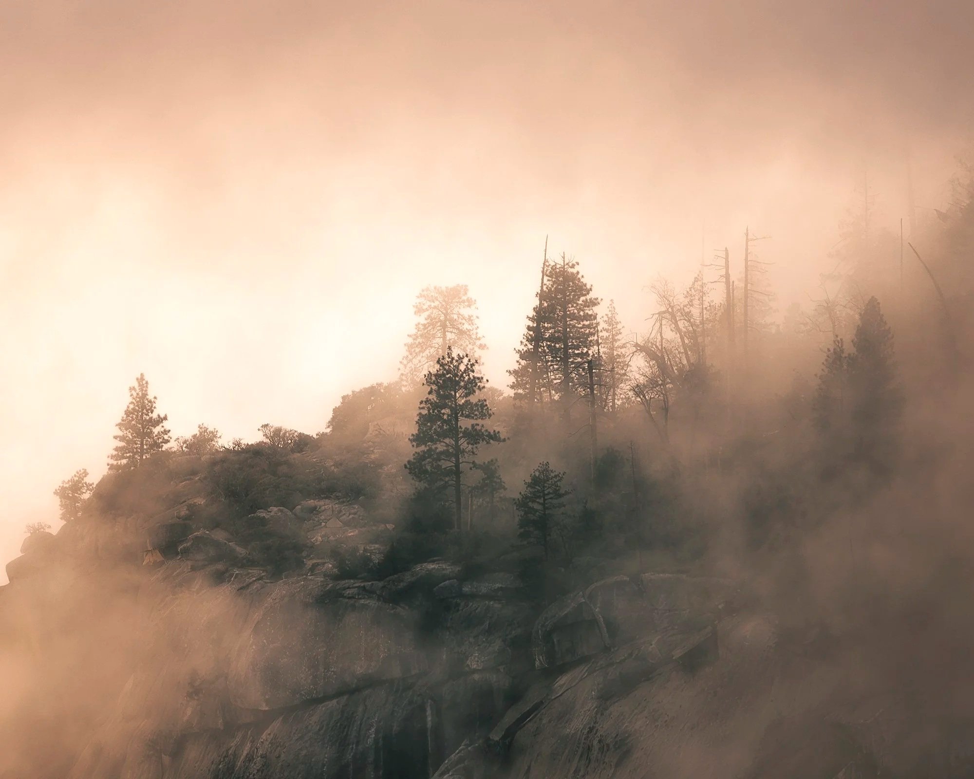 ethereal+trees+web.jpg