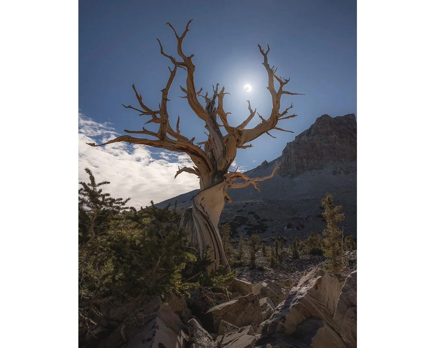great+basin+bristlecone+pine+eclipse_TRIM.jpg