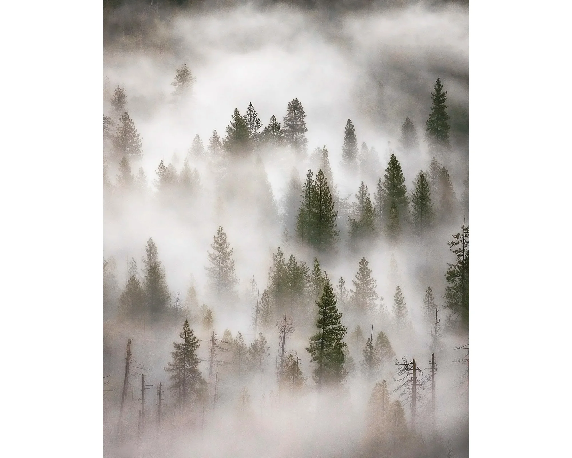 foggy+trees_web-trim.jpg