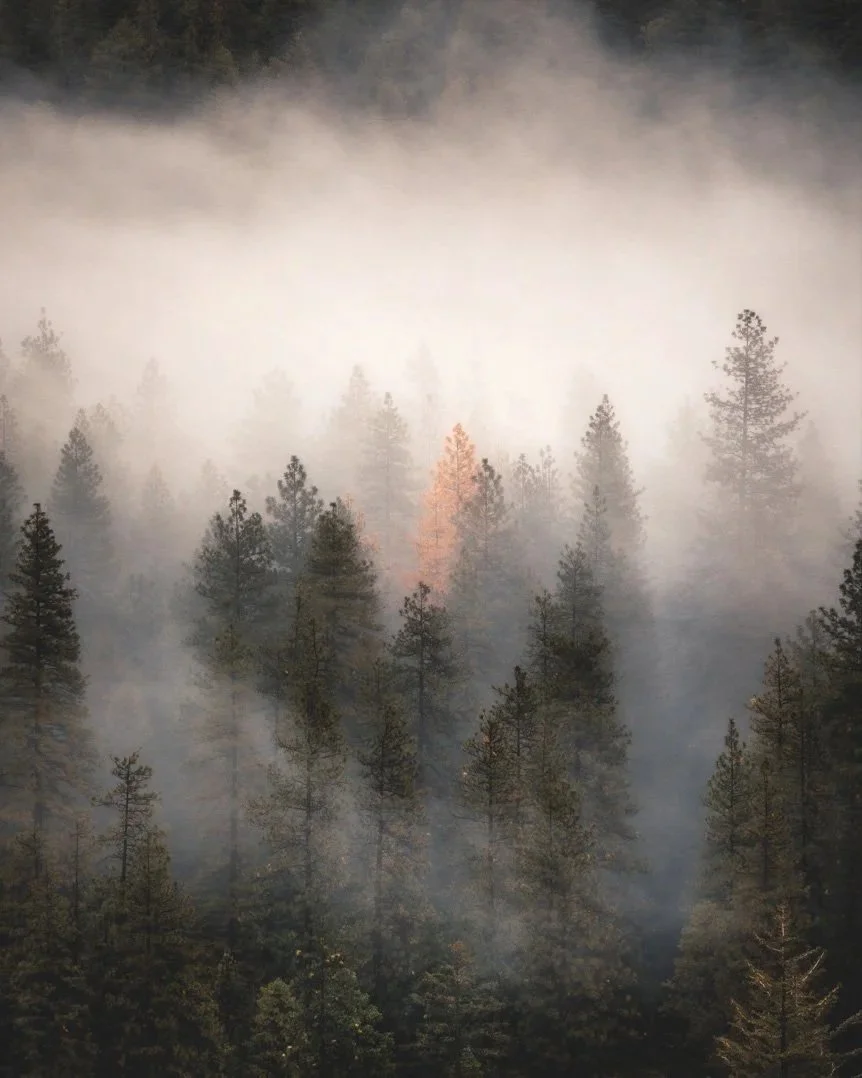 Hazy Tree (Portrait)