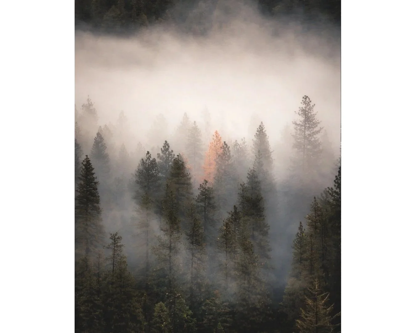 hazy-orange-tree-WEB-wide.jpg