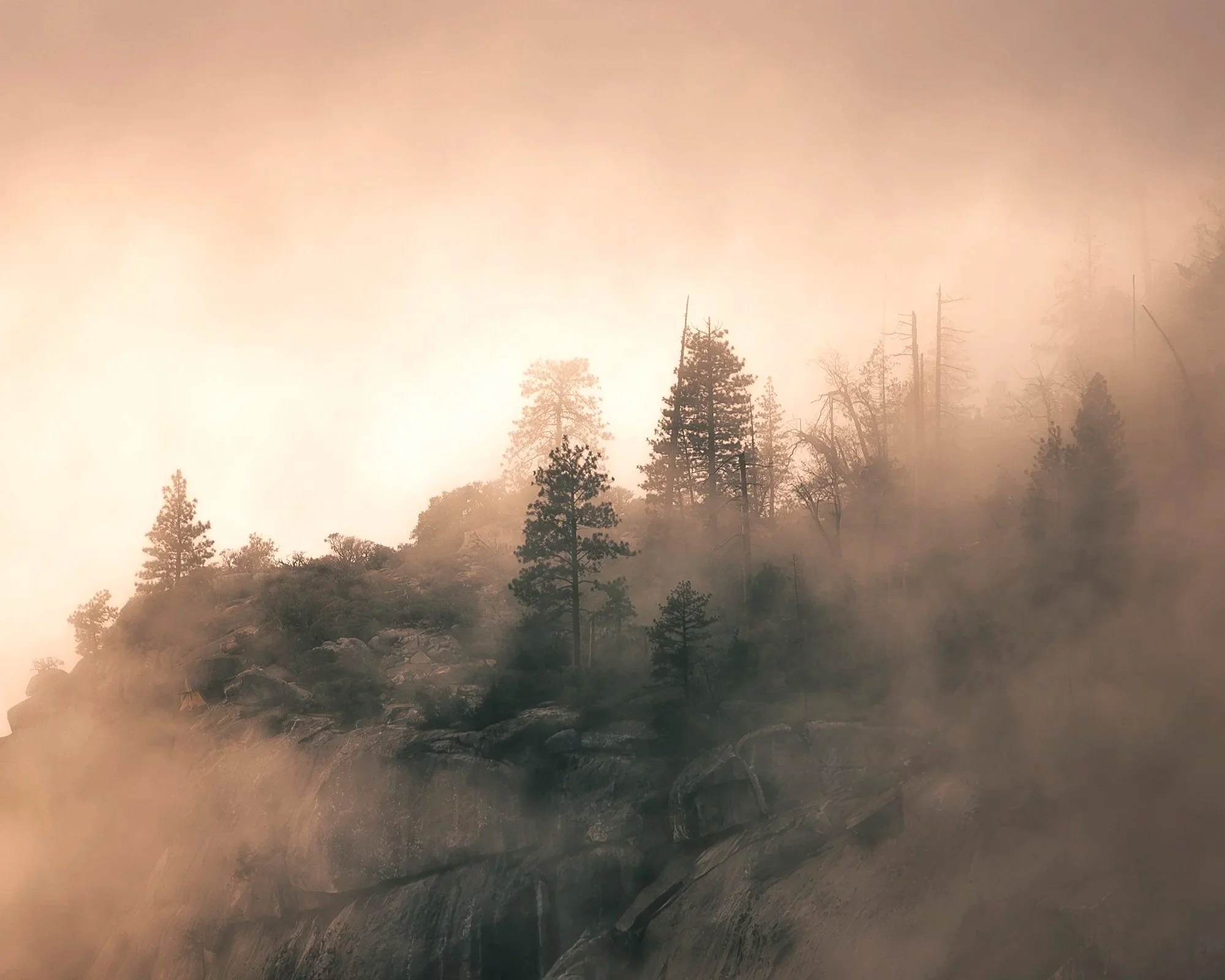 Ethereal Trees