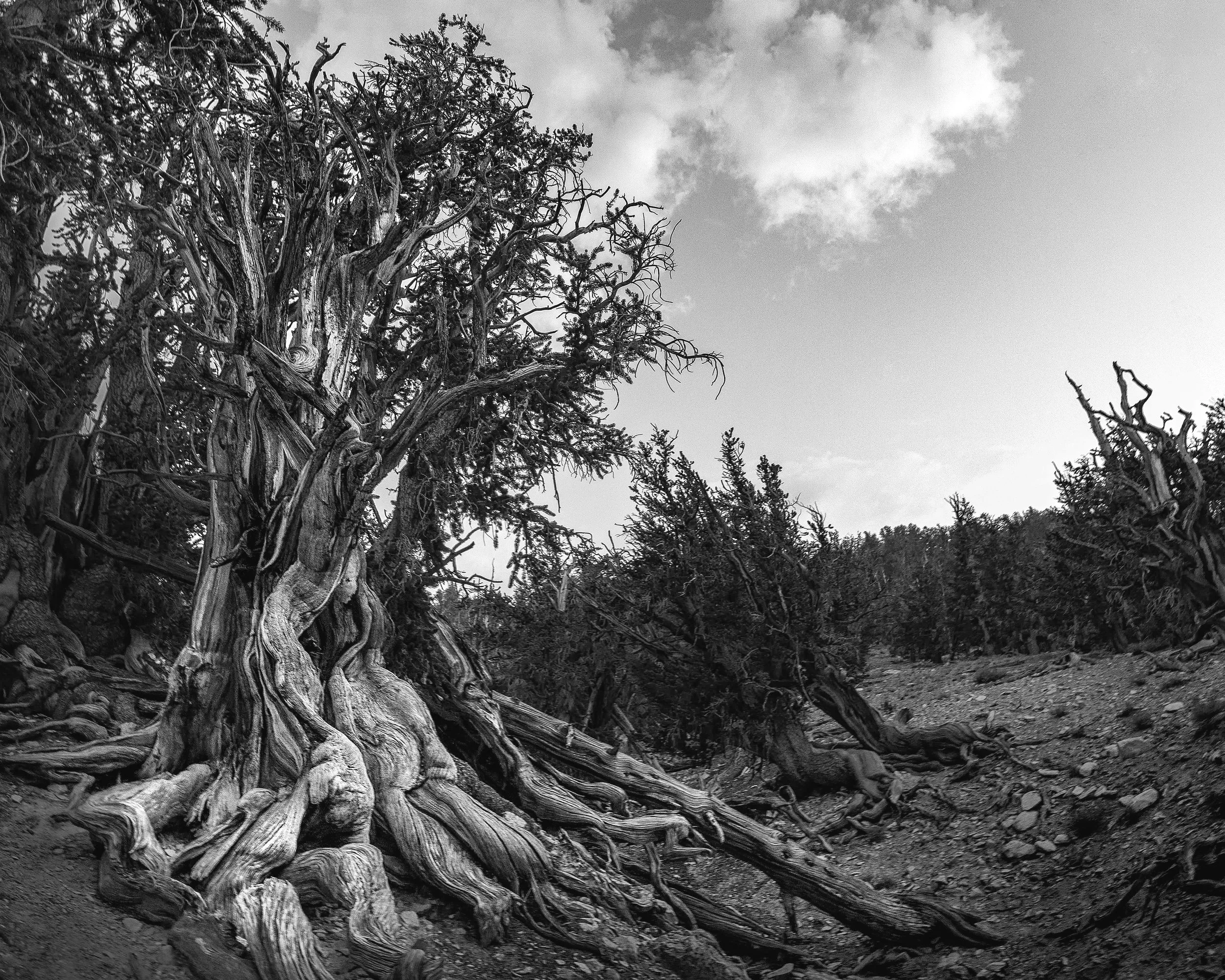 The World's Oldest Living Organism Is in California