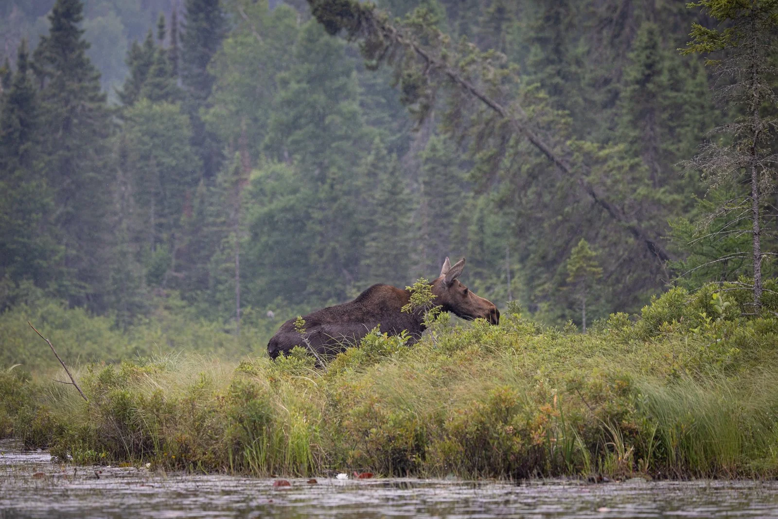 Moose, Snipe Lake #1857