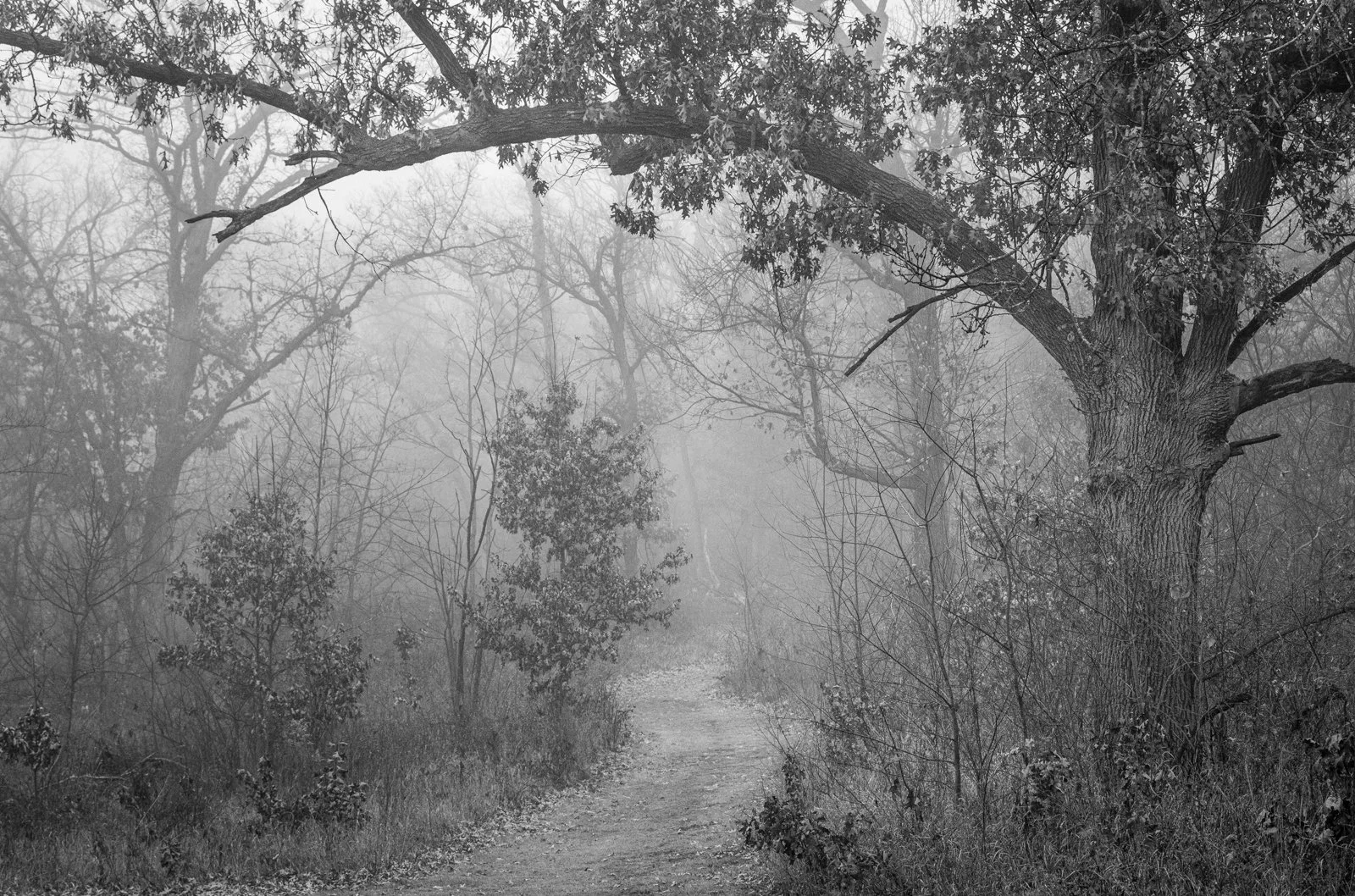 Woodland Trail, Wickiup HIll #0654 B&W