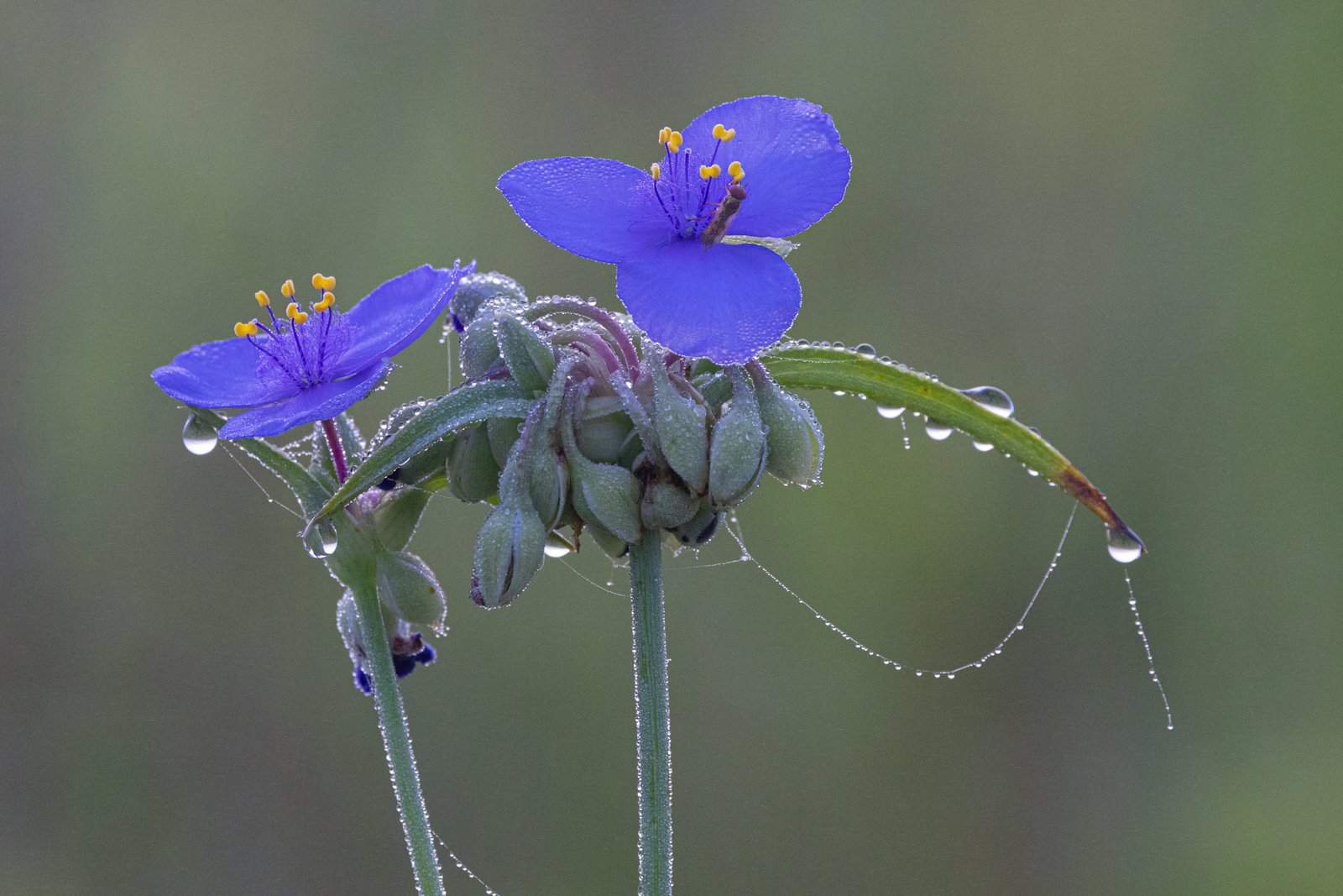 Spiderwort, Wickiup Hill #1534