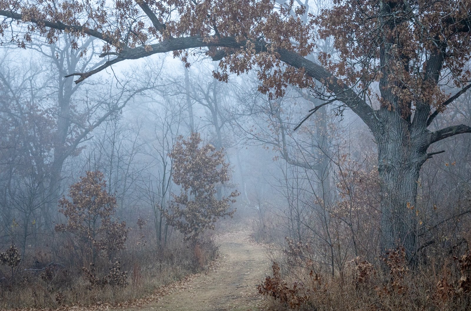 Woodland Trail, Wickiup HIll #0654