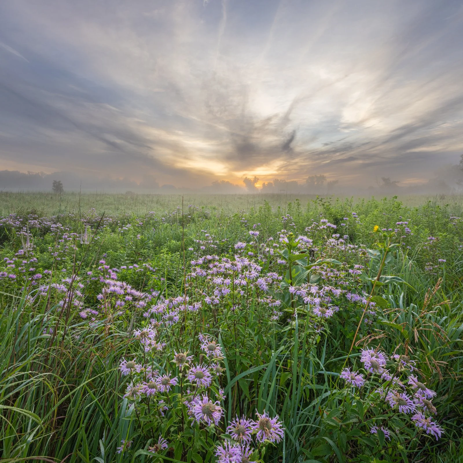 Wild Bergamot, Wickiup Hill #8123