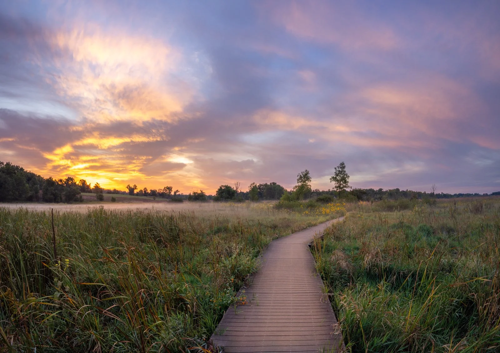 Wetland Boardwalk #1174