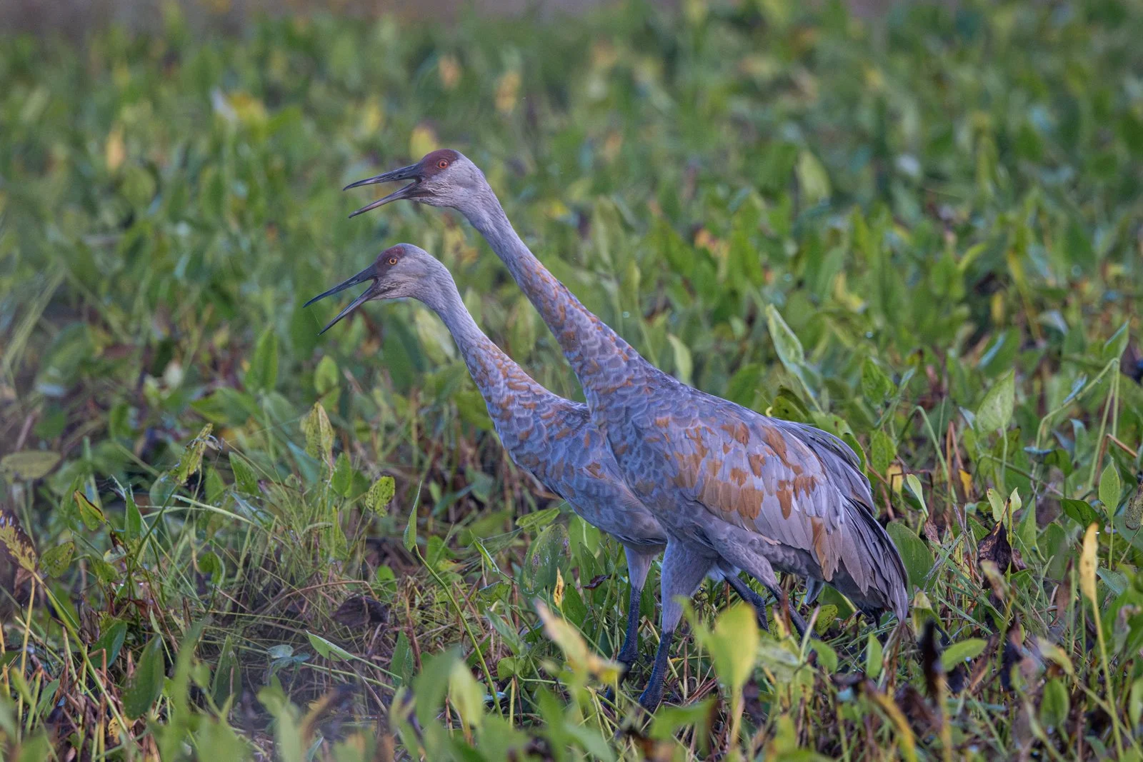 Sandhill Cranes at Wickiup Hill #2146