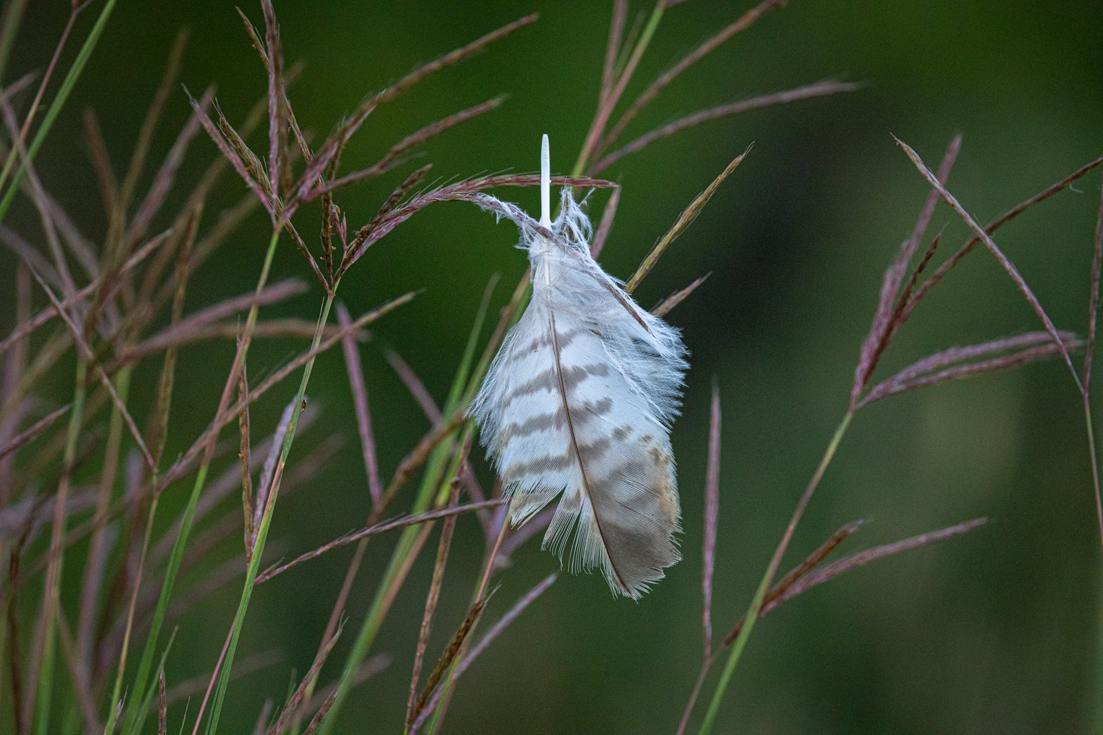 Feather, Wickiup Hill #8811