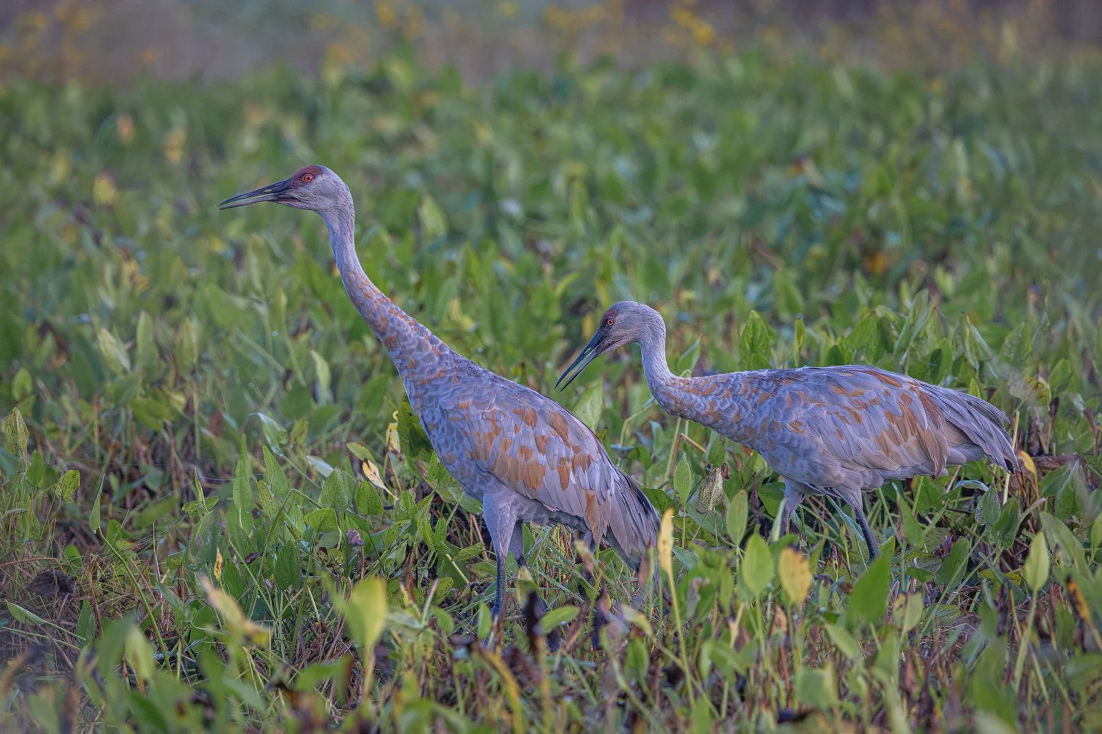 Sandhill Cranes at Wickiup Hill #2144