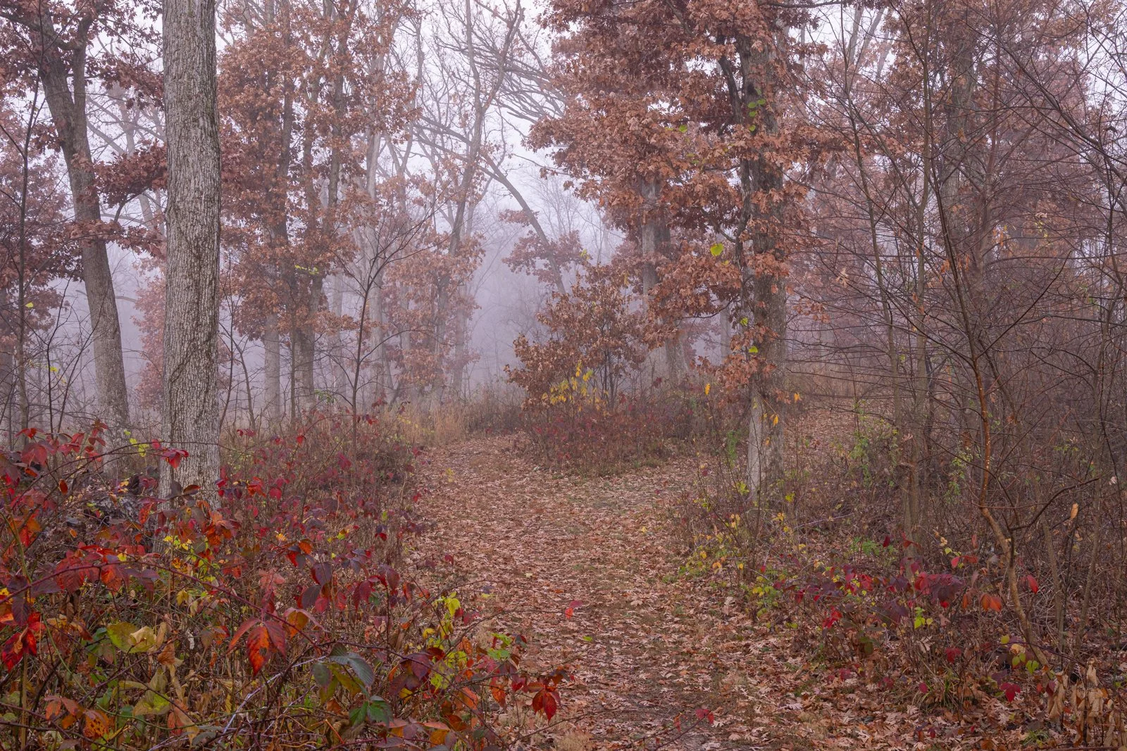 Woodland Trail, Wickiup Hill #4490