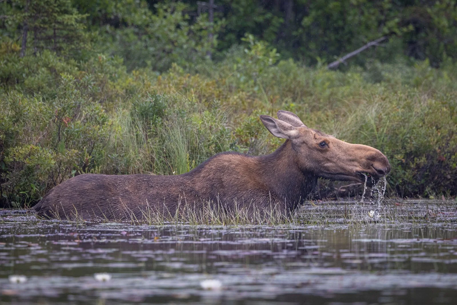 Moose, Snipe Lake #1839