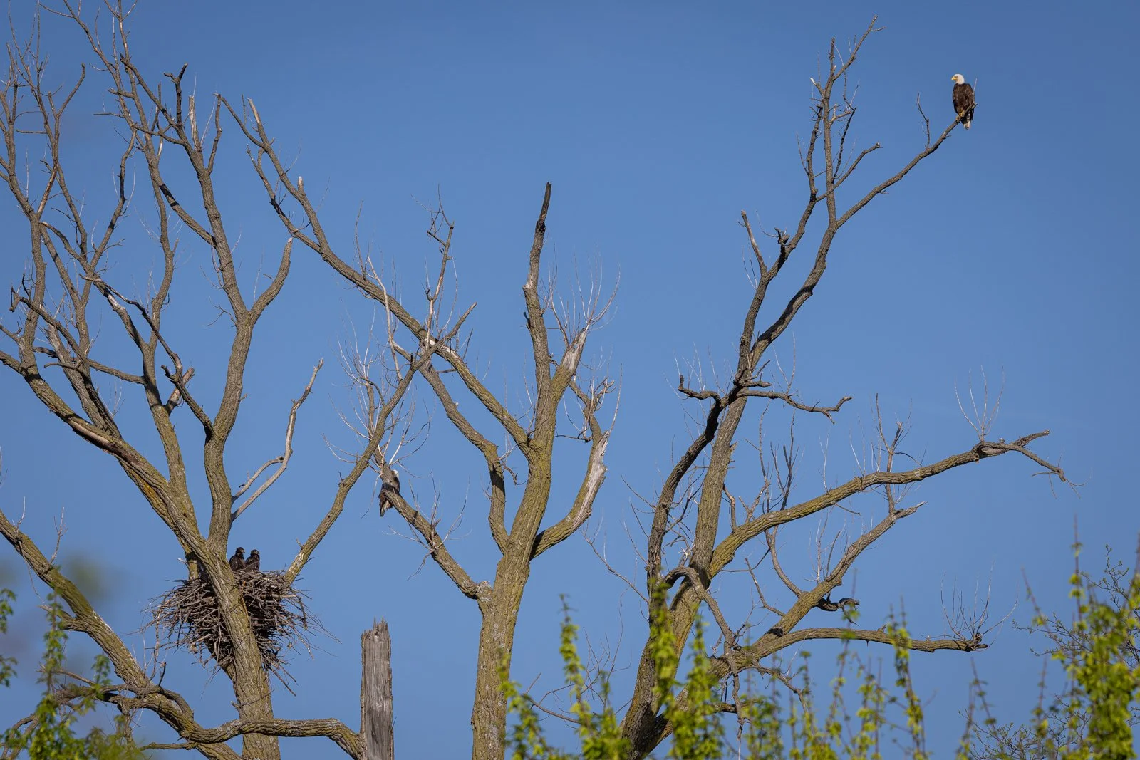 Bald Eagle Nest at Wickiup Hill #1088