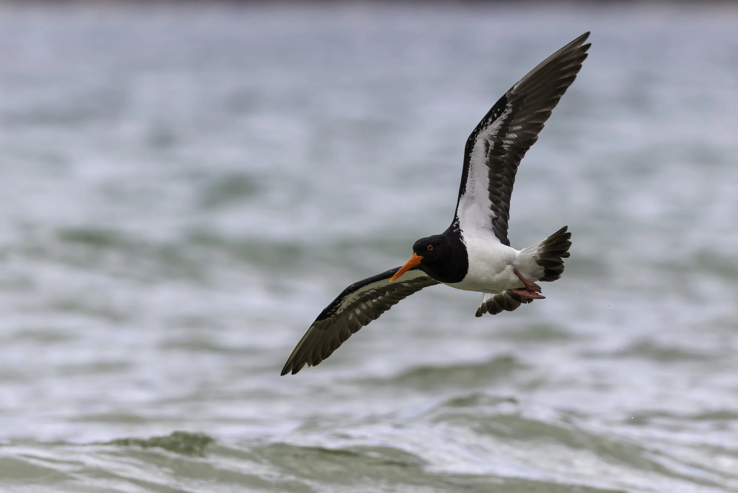 _34A0232 1-CR3_DxO_DeepPRIME.jpg