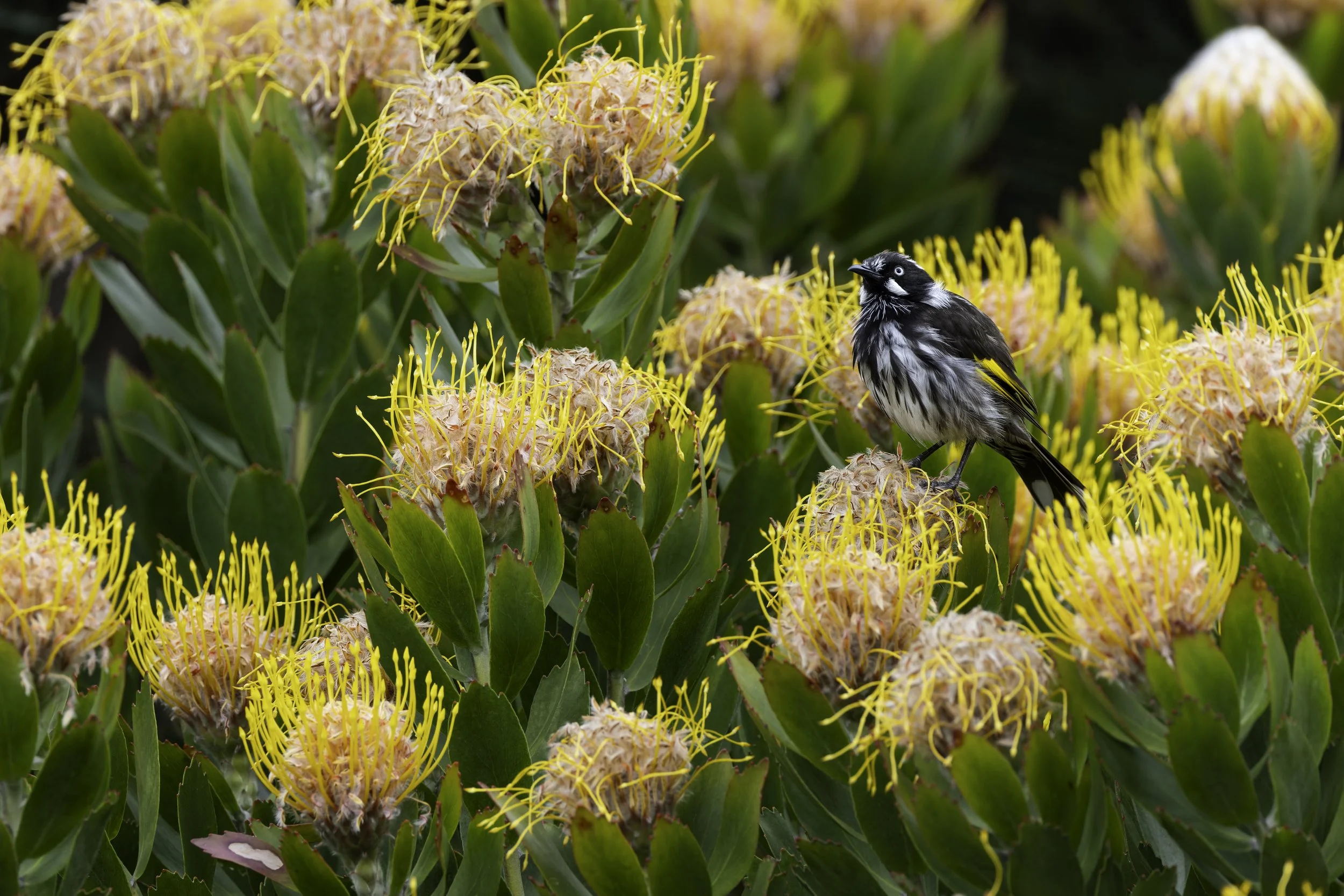 _34A9999 1-CR3_DxO_DeepPRIME.jpg