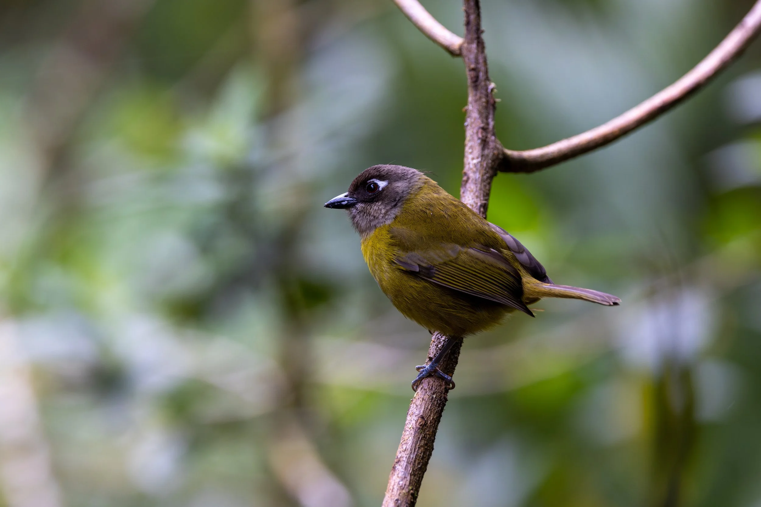 Common Bush-tanager