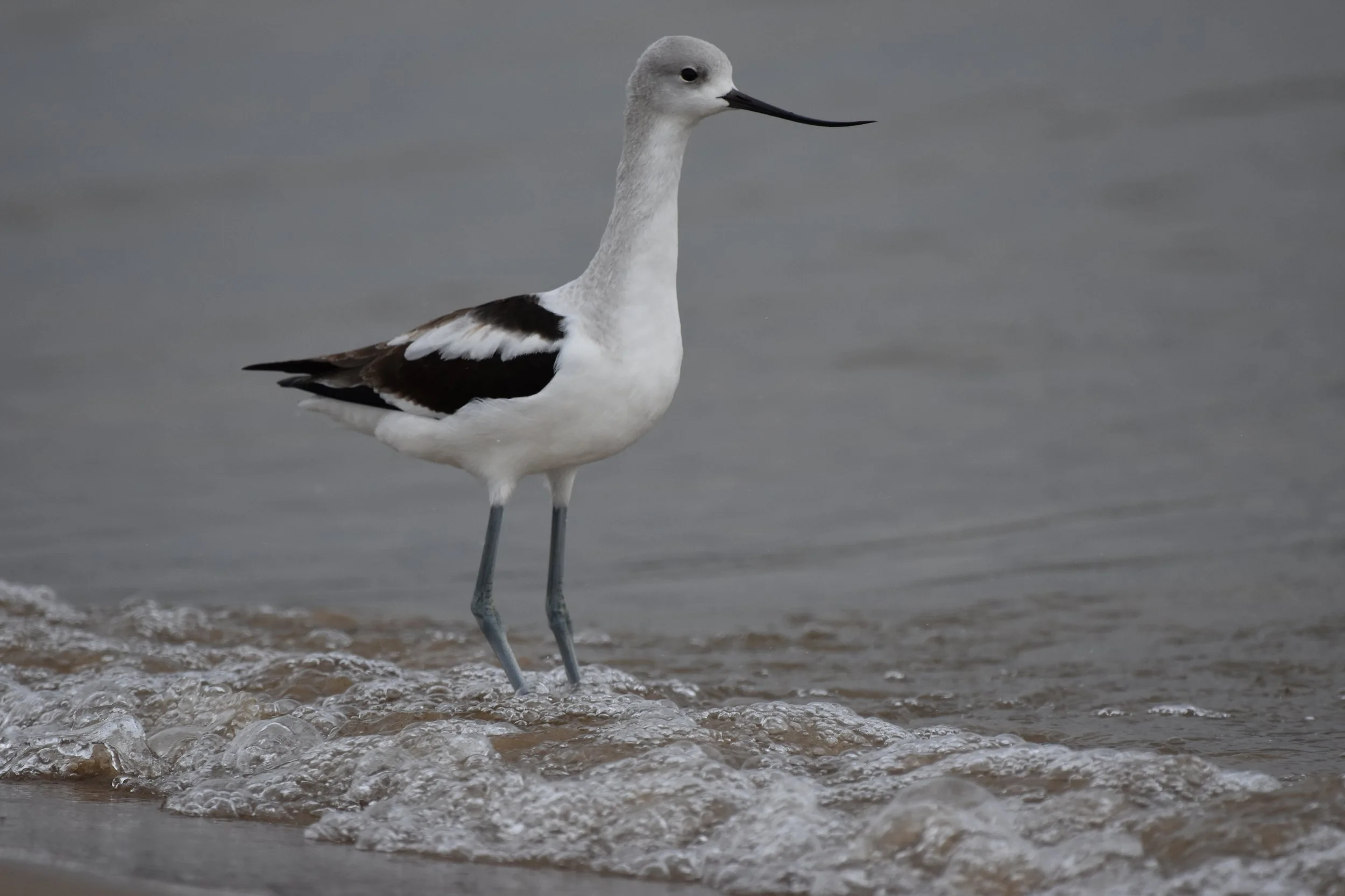 American Avocet