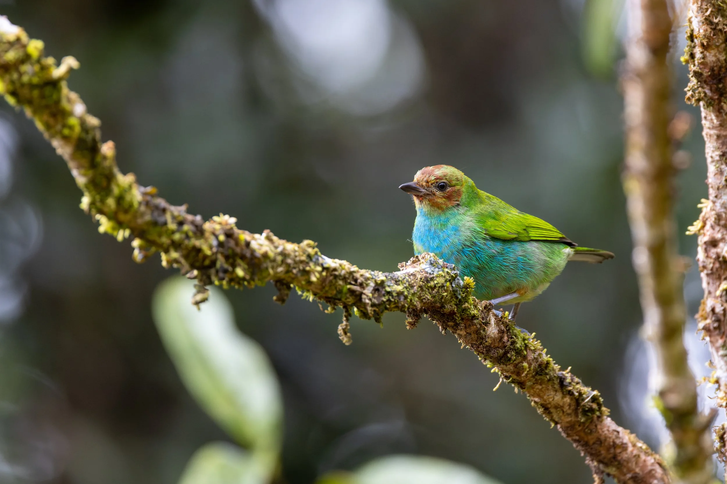Bay-headed Tanager
